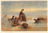 Partridges in the Stubble by Archibald Thorburn